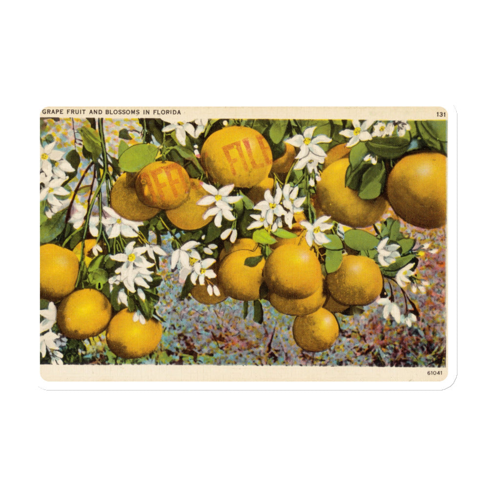 Archive Magnet, Grapefruit and Blossoms