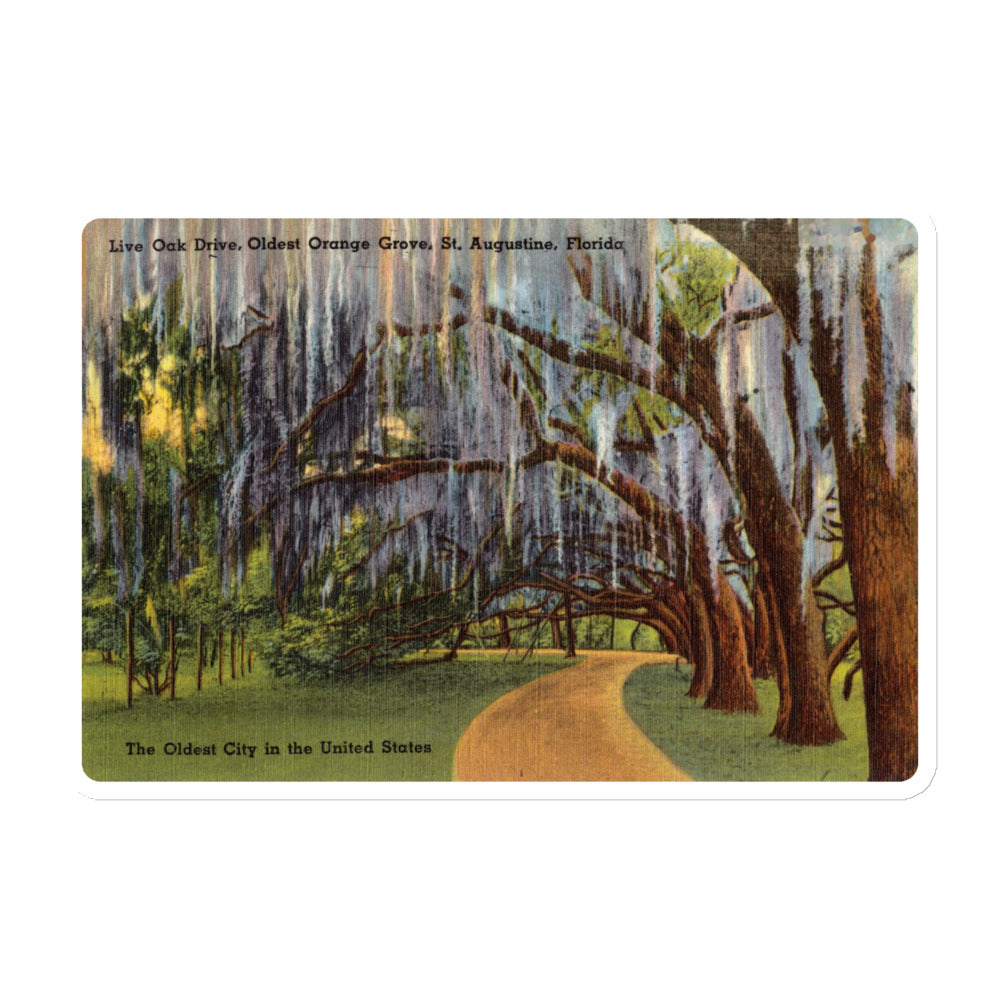 Archive Magnet, Live Oak Drive, St. Augustine