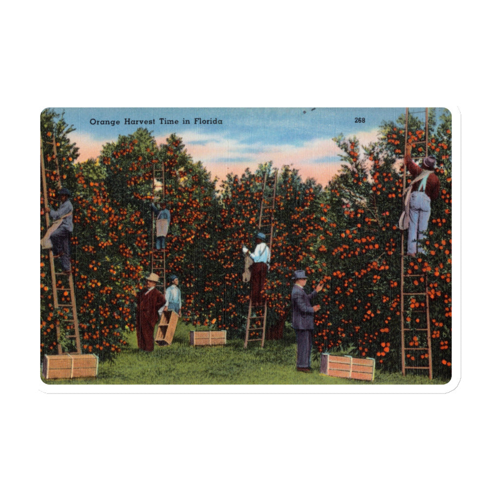 Archive Magnet, Orange Harvest Time