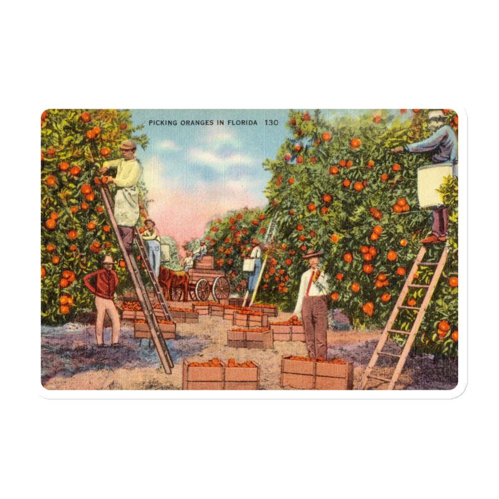 Archive Magnet, Picking Oranges in Florida