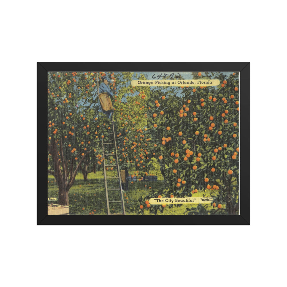 Orange Picking at Orlando, Black