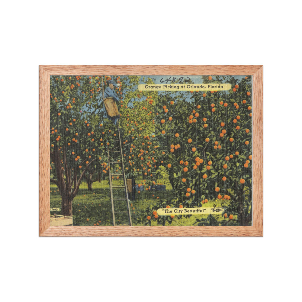 Orange Picking at Orlando, Red Oak