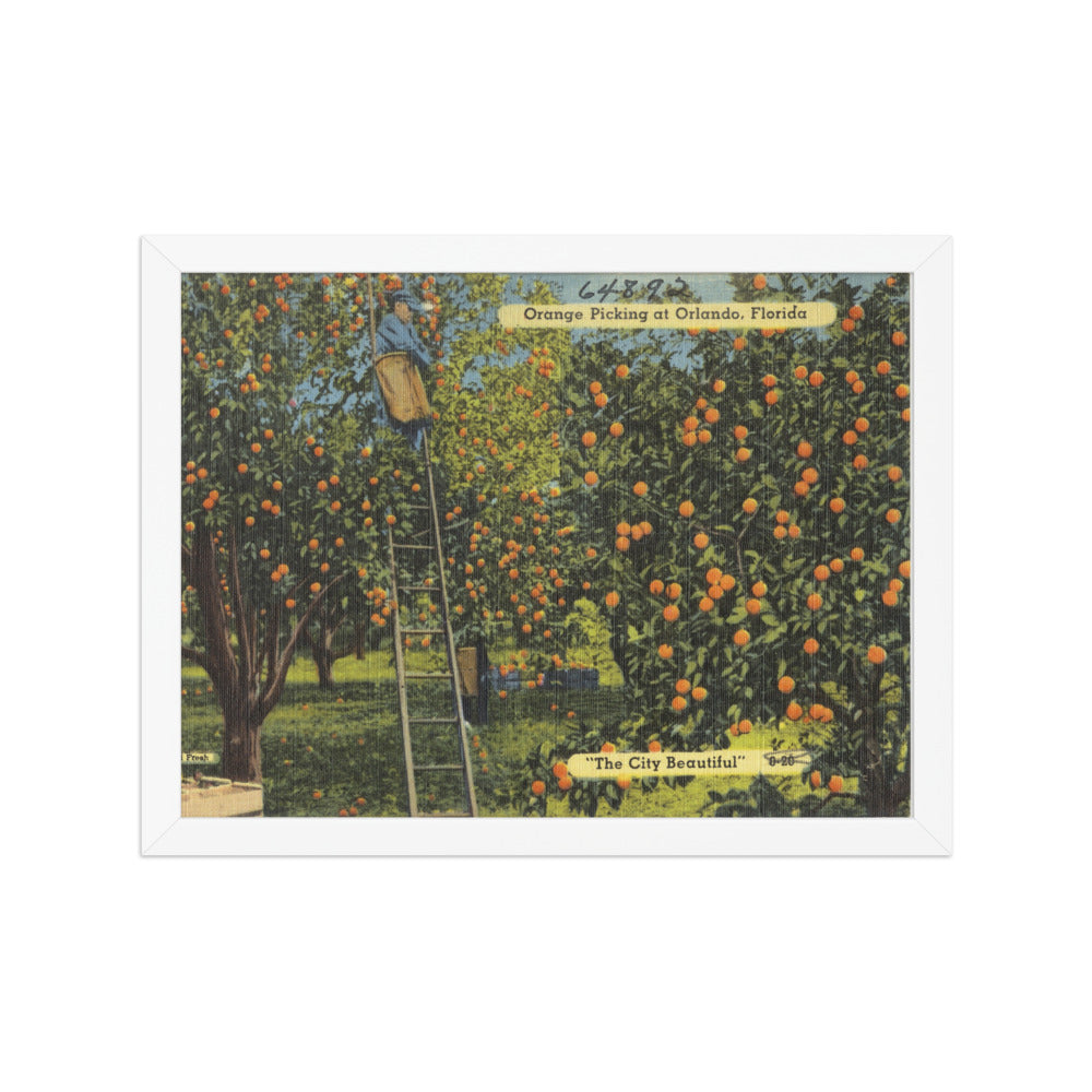 Orange Picking at Orlando, White