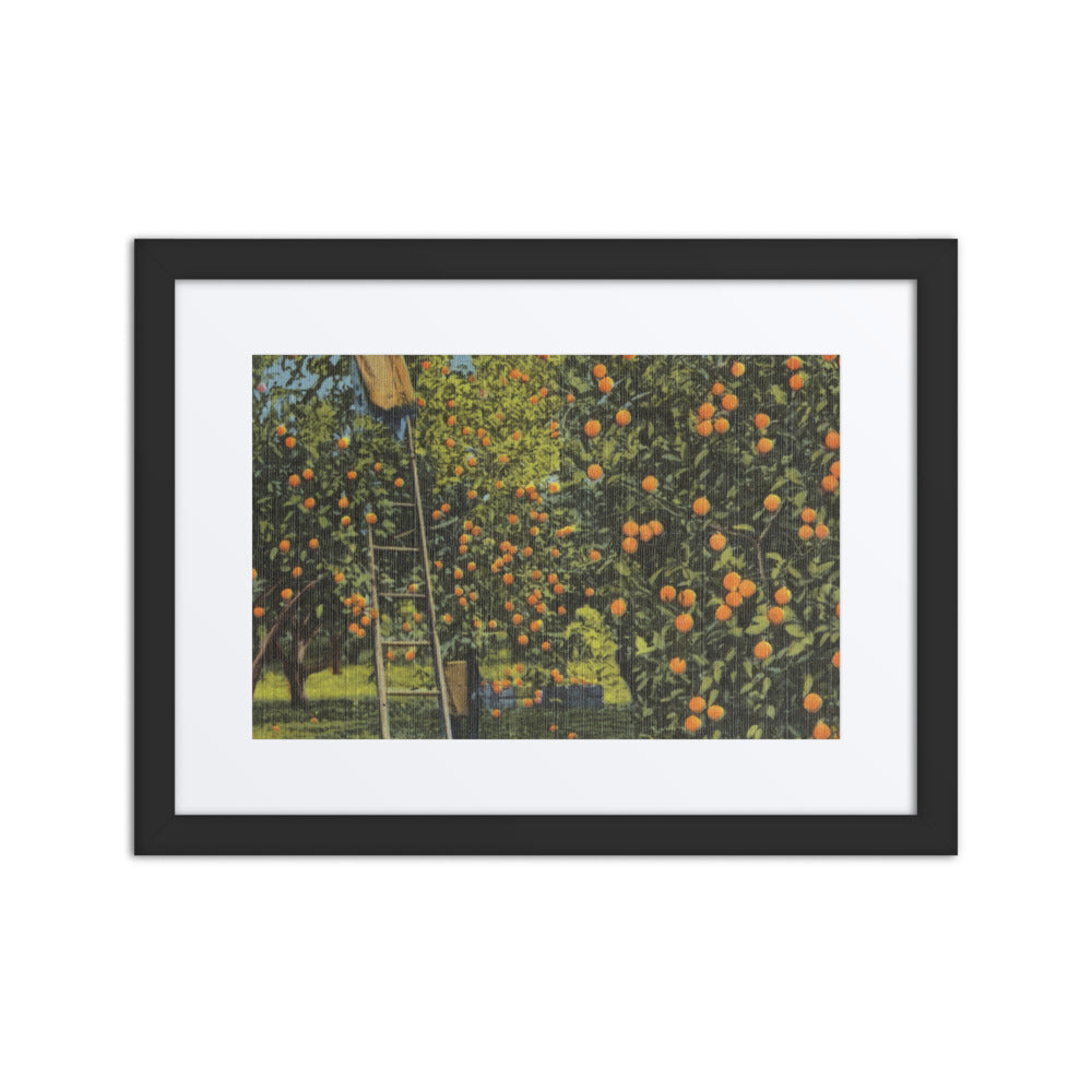 Orange Picking at Orlando, Black with Mat