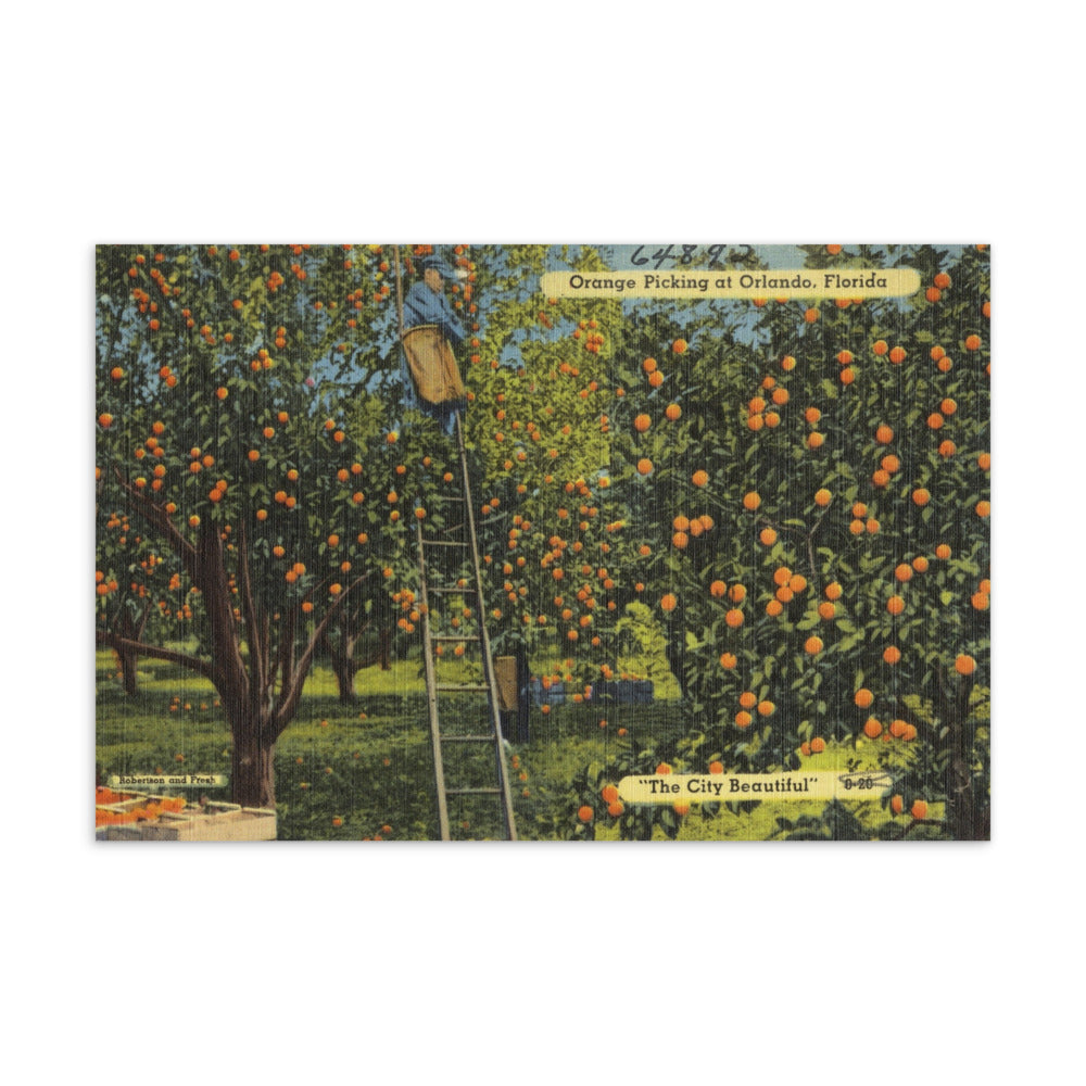 Archive Postcards, Orange Picking at Orlando