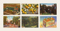 Postcard Set: Citrus, six Vintage Florida orange grove linen postcards