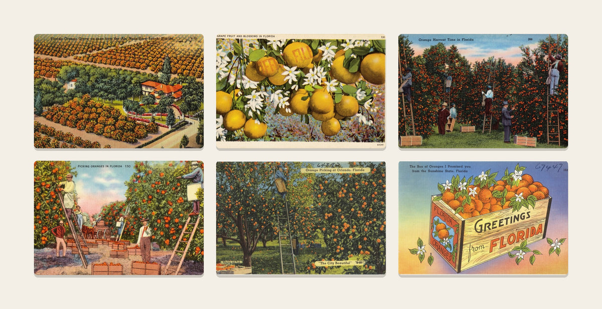 Postcard Set: Citrus, six Vintage Florida orange grove linen postcards