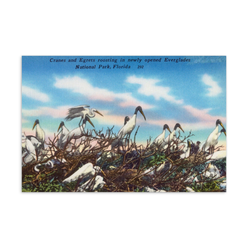 Archive Postcard, Cranes and Egrets, Everglades