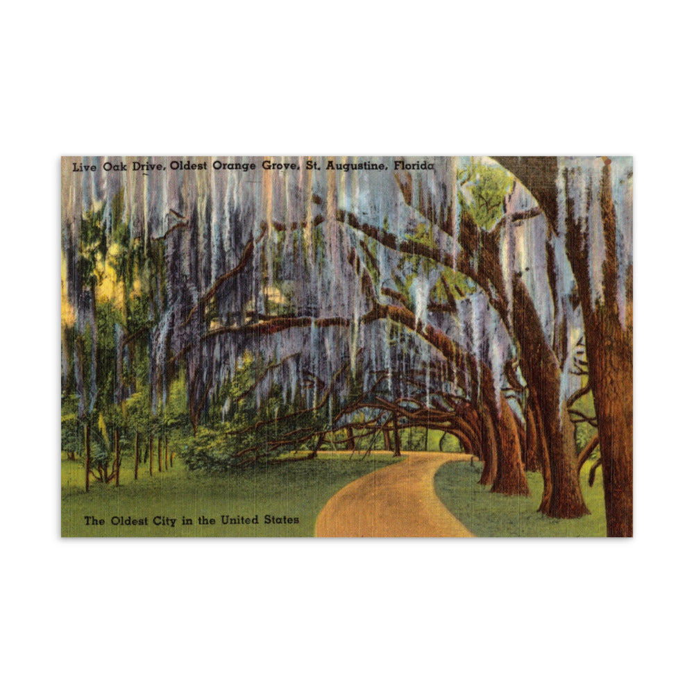 Archive Postcard, Live Oak Drive, St. Augustine