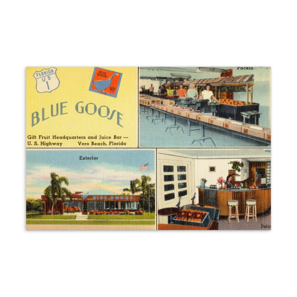 Archive Postcard, Blue Goose, Vero Beach