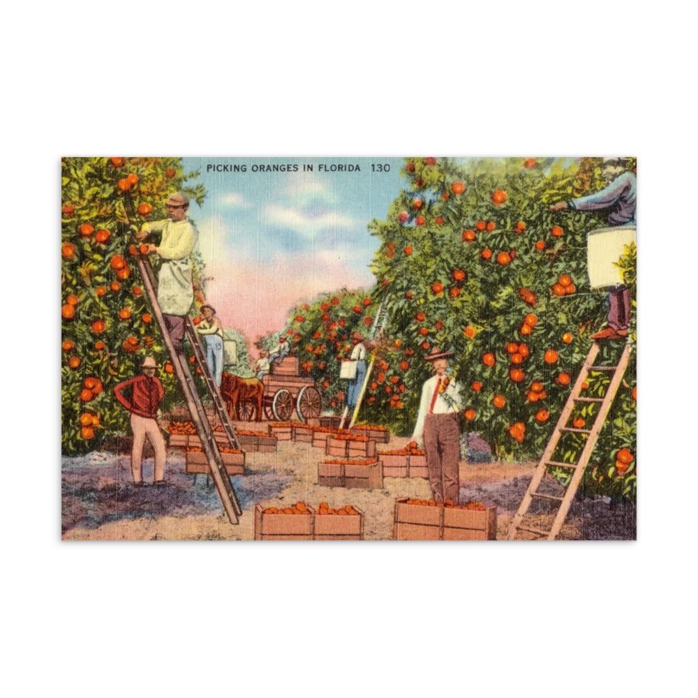 Archive Postcard, Picking Oranges in Florida