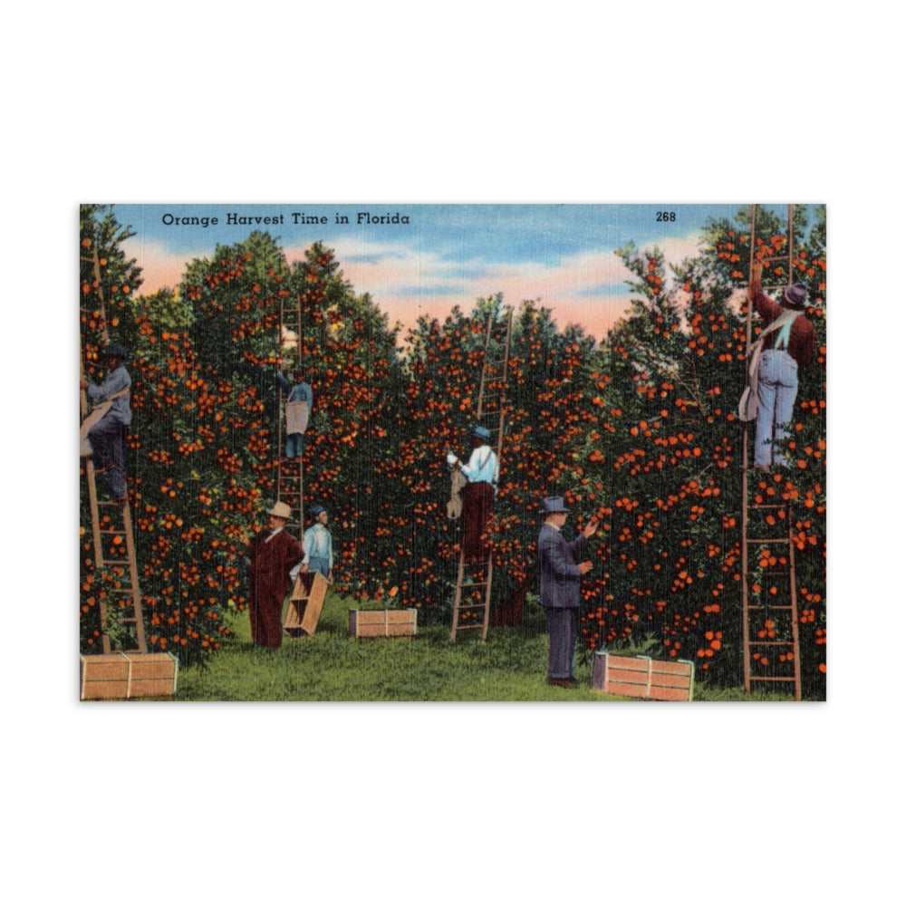 Archive Postcard, Orange Harvest Time