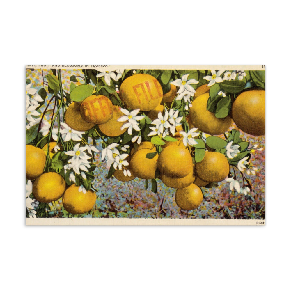 Archive Postcard, Grapefruit and Blossoms