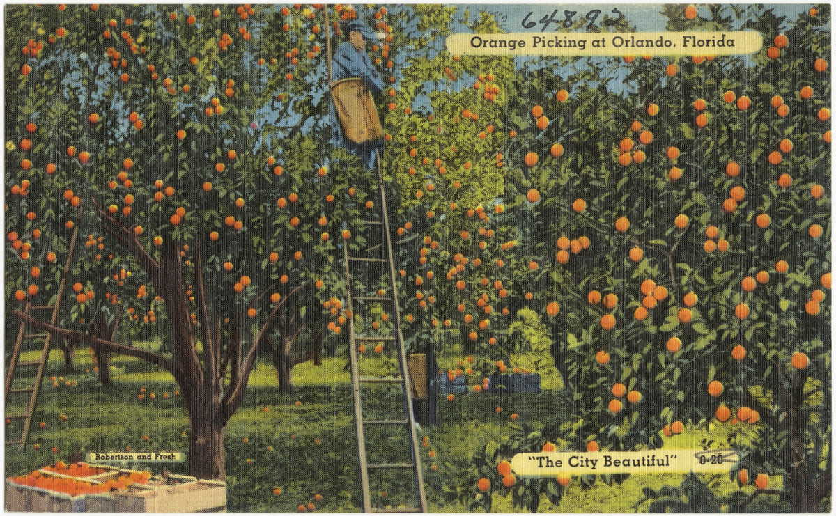 Linen postcard: orange picking at Orlando, Florida, The City Beautiful